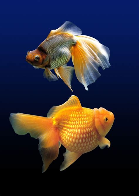 Selain mudah, ikan ini dapat mempercantik rumah melalui aquascape milikmu lho! 8 Jenis Ikan Hias Air Tawar Yang Cocok Di Aquarium, No 3 ...