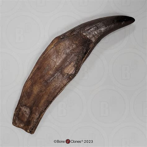 Tyrannosaurus Rex Tooth Bone Clones Inc Osteological Reproductions