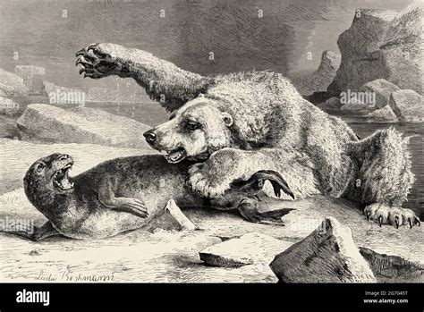 Polar Bear Attacking A Seal Hi Res Stock Photography And Images Alamy
