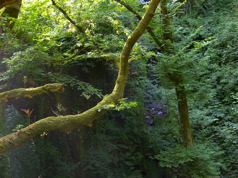 Kostenlose Foto Landschaft Baum Wald Wildnis Ast Blatt Blume