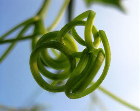 Free Images Spiral Green Climber Close Up Circles Twisted