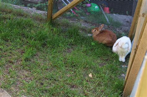 Buddelschutz Im Kaninchengehege 3 Wirksame Methoden
