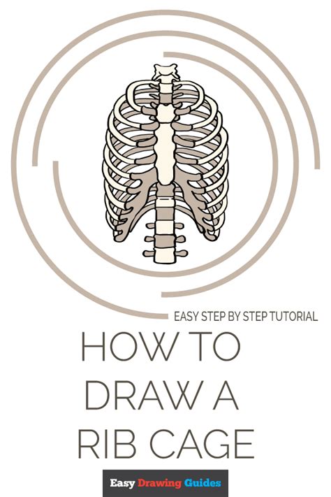 How To Draw A Rib Cage Really Easy Drawing Tutorial