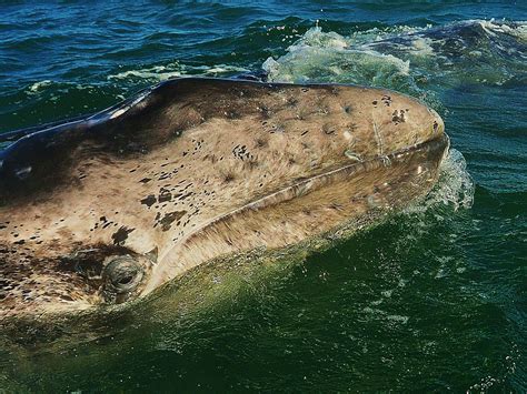 The Gray Whale Past Present And Future