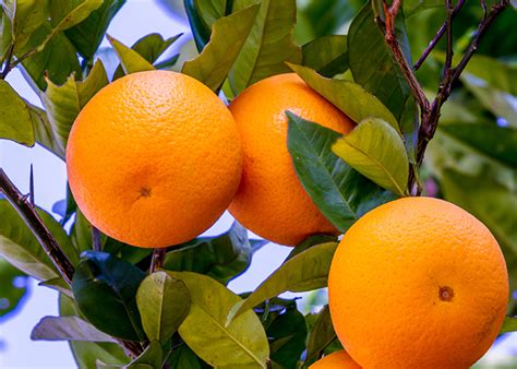 What Science Says About Citrus Sinensis Essential Oil Sweet Orange