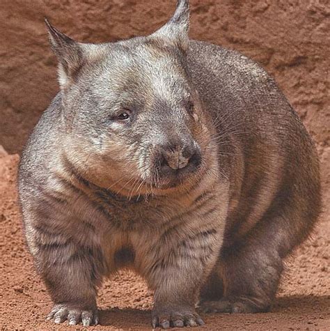 Threatenedthursday Northern Hairy Nosed Wombat — The Foundation For
