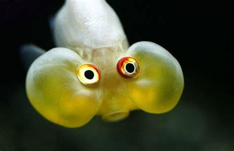 Funny Fish Pictures Photos Funny And Cute Animals