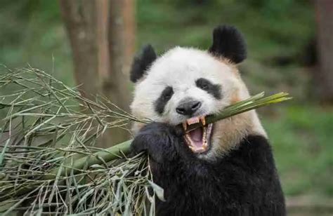 Do Giant Pandas Have Sharp Teeth Explained