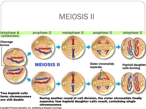 Pptx Meiosis Sexual Reproduction Mitosis Review Mitosis Division Of
