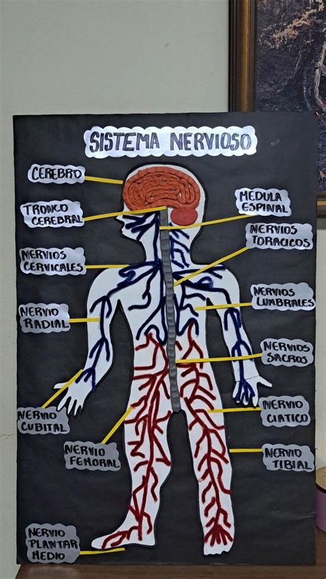 Maqueta Del Sistema Nervioso In 2023