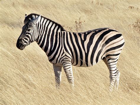Filecommon Zebra 1 Wikipedia