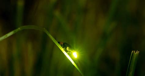 Firefly Watching Tours In The Philippines Rates Start At ₱1375
