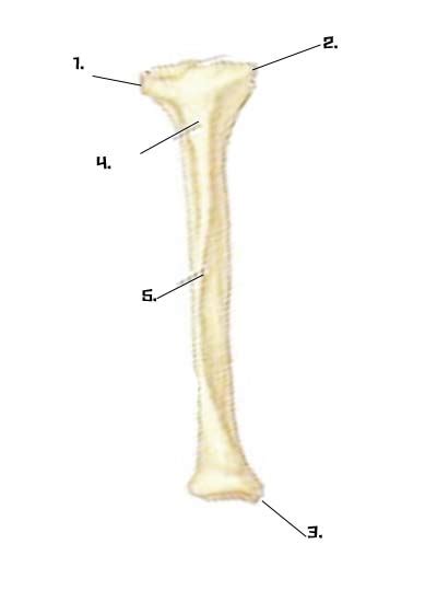 Visit kenhub for more skeletal system quizzes. Lower Limb Anatomy Quiz - ProProfs Quiz