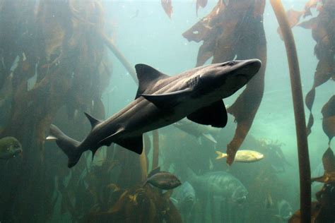Two Oceans Aquarium Foundation Shark Showcase Spotted Gully Shark