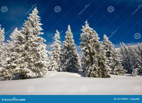 Huge Pine Trees Covered With Snow Stock Image Image Of Outdoor Scene