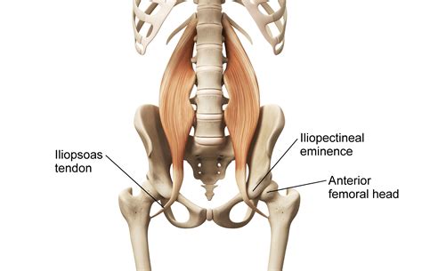 Diagram Of Hip Muscles And Tendons / hip - Graph Diagram - Several