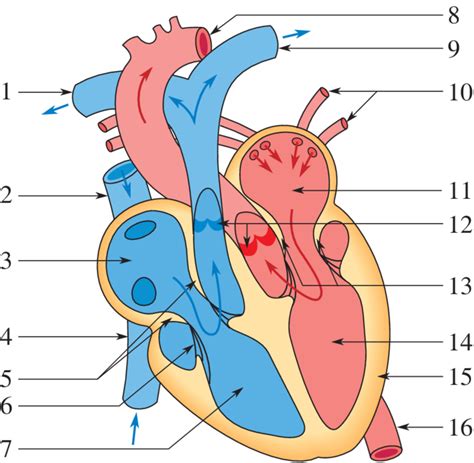 schémas du coeur humain schéma de lanatomie du coeur Brilnt