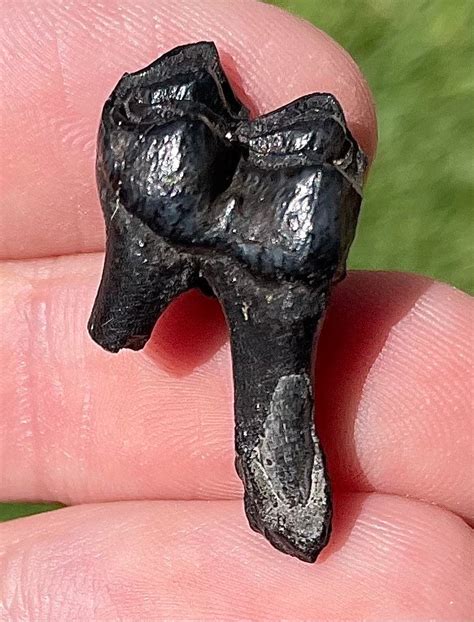 Florida Fossil Deer Tooth Pleistocene Mammoth Age Mammal Etsy