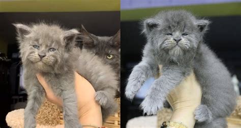 Litter Of Maine Coon Kittens Have Adorably Grumpy Faces