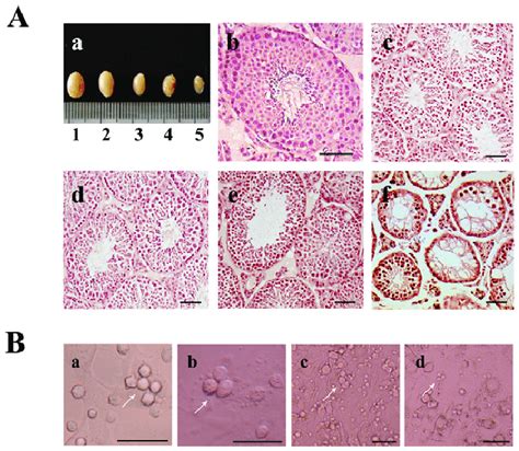 Macroscopic Appearance And Histology Of Testes At 68 D Of Age Treated
