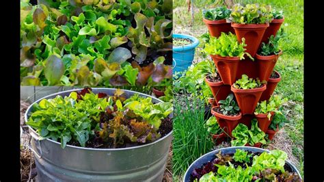 Tips For Growing Spring Vegetables In Containers Container Garden Tour