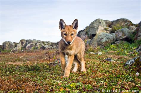 Wolf Pup Burrard Lucas Photography