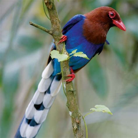 The Sri Lanka Blue Magpie Or Ceylon Magpie Urocissa Ornata Is A
