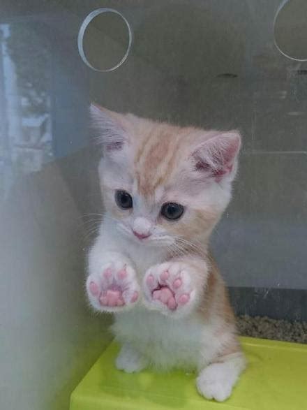 15 Adorable Pictures Of Kitty Toe Beans