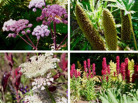 Mendocino Coast Botanical Gardens Debs Garden Debs Garden Blog