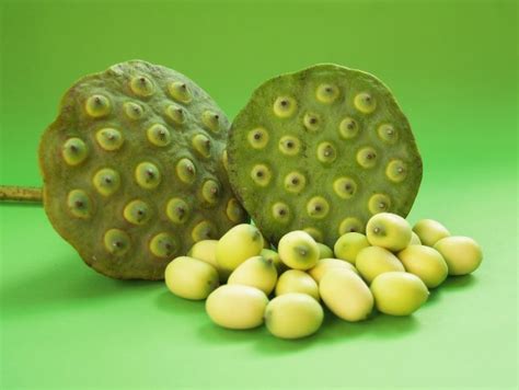 Where to buy lotus flower seeds. Can I give my Baby Makhana?