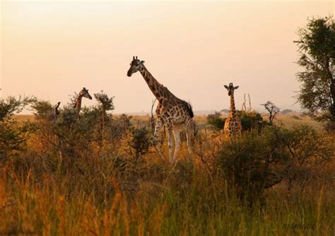 Uganda wildlife authority, (uwa) manages 10 national parks; Uganda Safari Tours, Adventure Trips and Holidays
