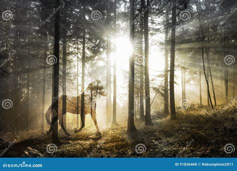 Magical Abstract Horse In Fairy Forest Stock Photo Image Of Misty