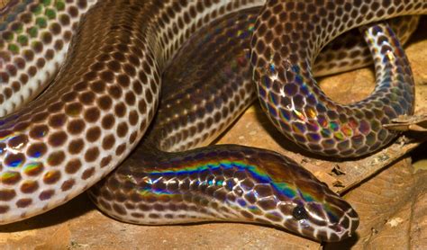 It Doesnt Get Much Better Than This Rainbow ‘sunbeam Snake