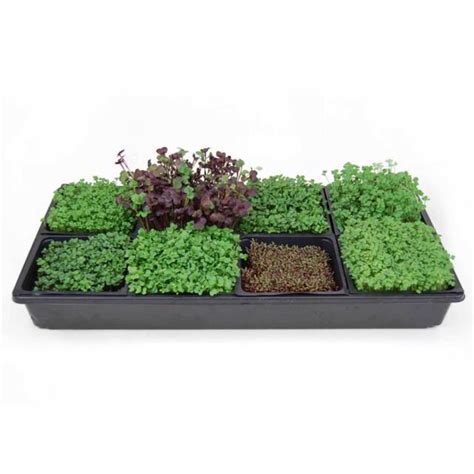 Hydroponic Sectional Microgreens Growing Kit Grow Micro Greens Herbs