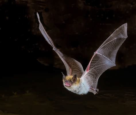 7 Things You Should Know About Bats And Rabies Public Health Insider