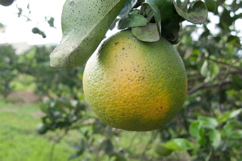 Potential Treatments For Citrus Greening Stanford News