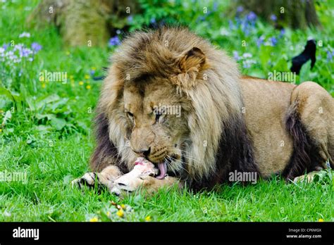 A Lion Eating Its Dinner Taken At Longleat Safari Park Stock Photo Alamy