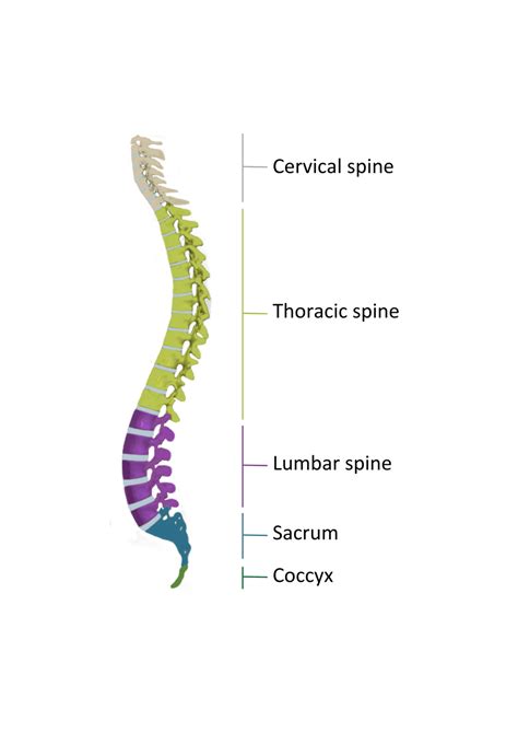 Spine Anatomy Structure Of The Spine