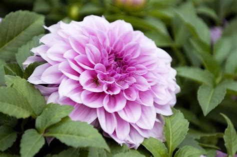 Pink Dahlia Flower Stock Image Image Of Garden Beauty 5107909