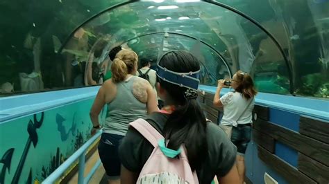 Shark Tunnel Sydney Aquarium Youtube