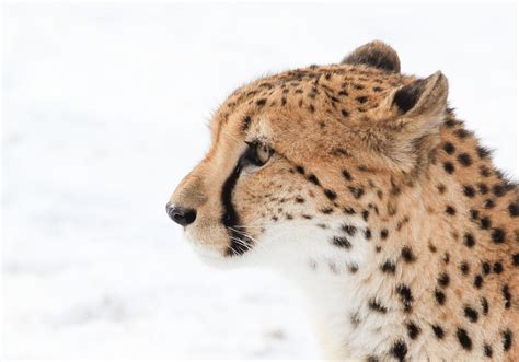 All Sizes Snow Cheetah Flickr Photo Sharing