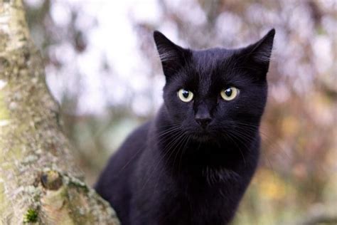 Black Cat Breeds With Blue Eyes Do They Actually Exist