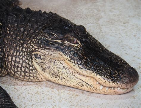 American Alligator Alligator Mississippiensis 2020 09 Zoochat