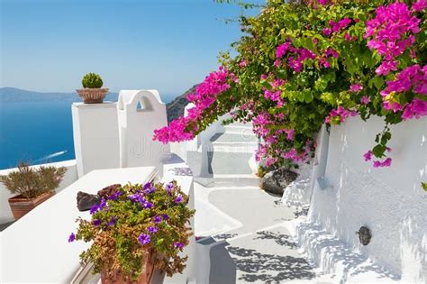 Beautiful Terrace With Pink Flowers Santorini Island Greece White