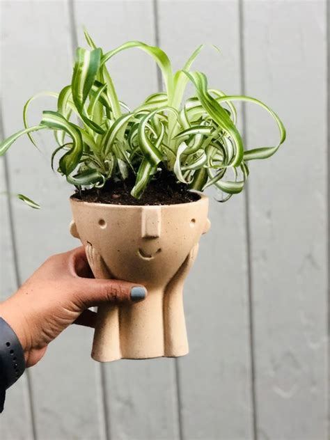 The plant is sold in a plastic grow pot. Curly spider plant for Sale in Cypress, CA - OfferUp in ...