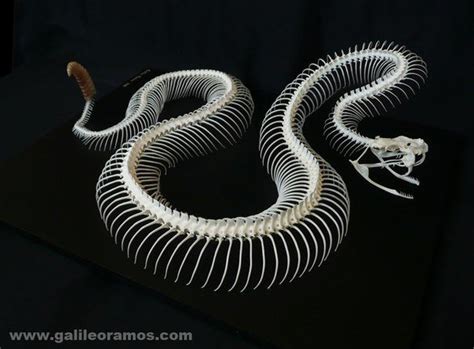 Pin By M Sauvage On Snake Animal Skeletons Snake Drawing Skeleton