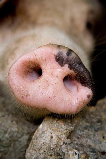 Best Pig Nose Stock Photos Pictures And Royalty Free Images Istock