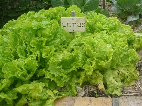 Check spelling or type a new query. Growing lettuce in the home garden | Gardening With Angus