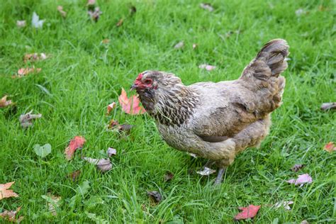 13 races de poules célèbres qui pondent des œufs colorés Le guide de