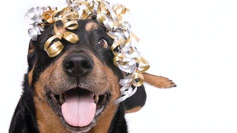 The best free zoom backgrounds can transform your video meeting into a visual party. These 16 Funny Zoom Backgrounds Include Some Hilarious Dog ...